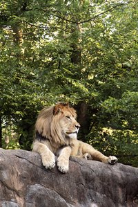 Make a lion diorama.