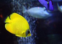 Keep your aquarium free of hair algae by changing the water often.