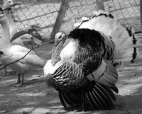 Clean your turkey feathers before using them.