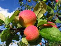 Plant apple trees in full-sun areas.