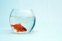 Casting fish in resin makes for a fun and longer-lasting goldfish substitute.