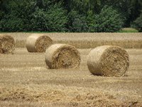 Flat decked hay wagons are used to haul either square or round bales.