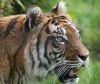 Although a solitary animal, tigers too have mutualistic relationships.