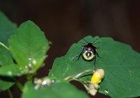 Stink bugs can release a smelly liquid to ward off humans and other animals.