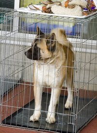 Applicant screening assists in properly placing dogs in new homes.