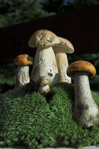 Mushrooms need moisture and warmth to grow.