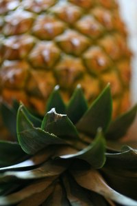 The pineapple is a traditional luau fruit served in many dishes.