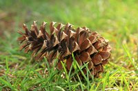 Pine cones are a natural craft supply.