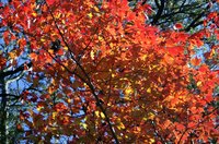 Red maple trees put on a show every fall.