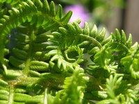 Ferns are complex non-flowering plants.
