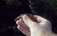 Minnows are a popular live bait.