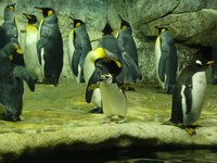 Penguins exist only in cold climates.