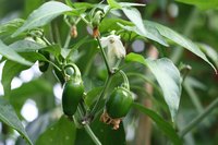 No disease symptoms show on this healthy jalapeno plant.