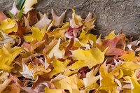 Leaf buildup on a lawn can cause the lawn to die over time.