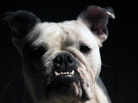 Bulldogs should gain weight at a rate of a pound per week during puppyhood.
