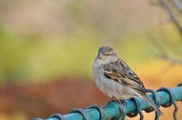 Wild birds are almost impossible to catch unless injured or indoors.