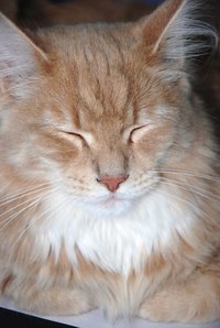 Training Maine coon cats is an easy task.