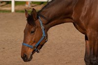 Keep horses on dexamethosone therapy under observation for side effects such as laminitis.
