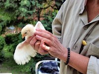 A zookeeper costume is a simple costume for kids or adults.
