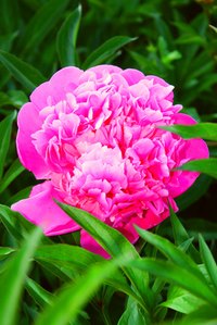 Peony festivals in Washington celebrate the vibrant blooms during the peak season.
