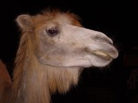 Wool can come from camels as well as from sheep.