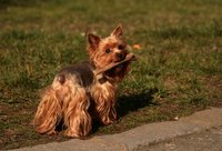 Yorkshire terriers are known to have health problems along the urinary tract.
