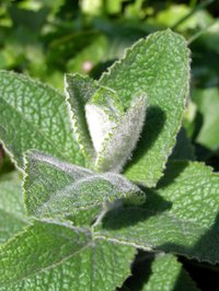 The U.S., India and China are top mint producers.