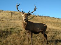Deerskin is soft and wearable but less durable than cowhide.