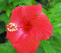 Hibiscus requires warm temperatures.