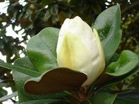 At least one cultivar of Southern magnolia is fast growing.