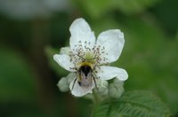 Bees are attracted to certain plants, including several species of vegetable.