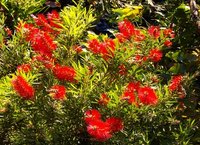 Bottle brush plants come in several different colors ranging from red to yellow.