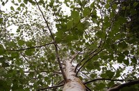 Ash wood is considered non-durable.