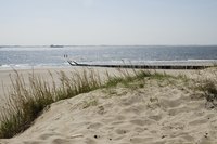 Beach grass helps keep sand dunes in place.