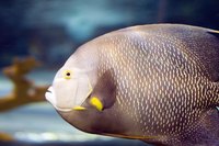 Fish in an aquarium with a filter could help money flow into your life