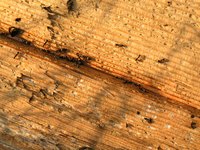 Many species of ants find that trees make the perfect home.