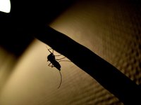 Most male mosquitoes live for only a week, while females live about a month.