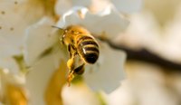 Use strips of yellow tape to mimic a bee's yellow stripes.