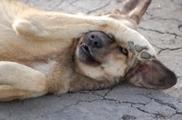 Mouth-pawing is a symptom of CUPS in dogs.