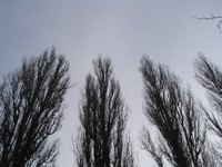 Poplar trees make good windbreaks, decorative trees and have pliable wood.