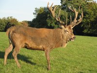 Store venison jerky at room temperature or in the freezer.