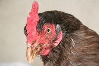 Make a chicken mask.