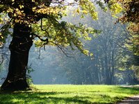Use the galls of an oak tree to make black dye.