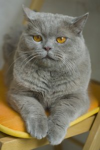 The British Shorthair is a largely sedentary cat.