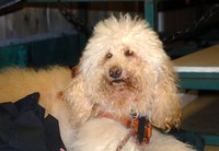 Labradoodles may have a fleece or curly coat.