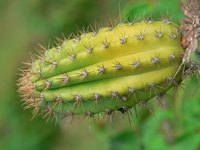 Cactus can be grown indoors.