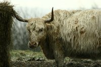White Highland cow grazing in a field