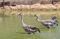 Now you can walk on water, too.