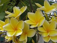Plumeria roots readily from tip cuttings.