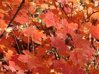 Bigleaf maple lumber has grain patterns that are prized by craftsmen.